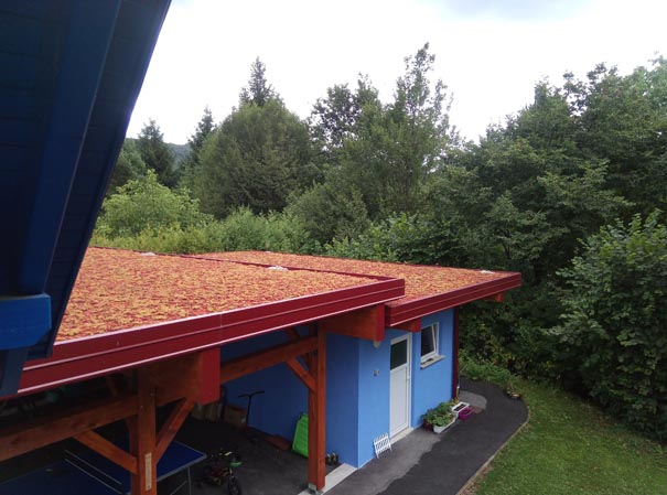 06-08-2021 - Časovni razvoj zelene strehe